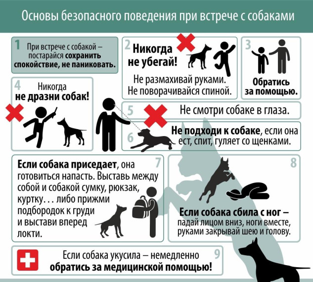 Правила поведения при нападении собак.